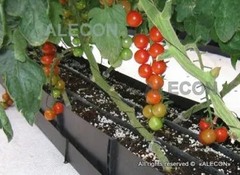 Отглеждане на домати в оранжерия поликарбонат, alecon компанията