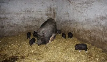 Süldők tól Z-ig tanácsára a szakemberek