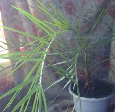 Grow casa de palmier (blog despre plante enesl)