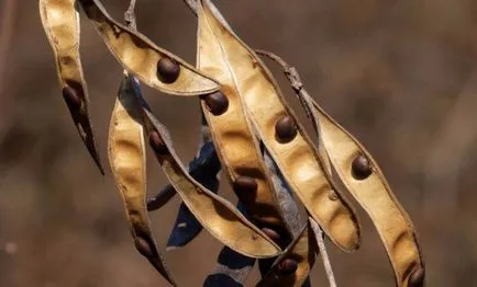 migdale Cultivare (Laburnum) de semințe, butași, stratificarea, împărțirea Bush