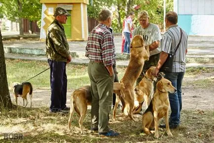Expoziția de câini de vânătoare a avut loc în Bobruisk Bobruisk - Noutăți
