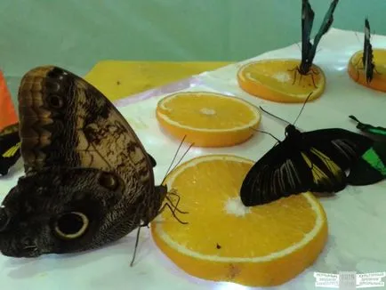 Expoziție de fluturi tropicale