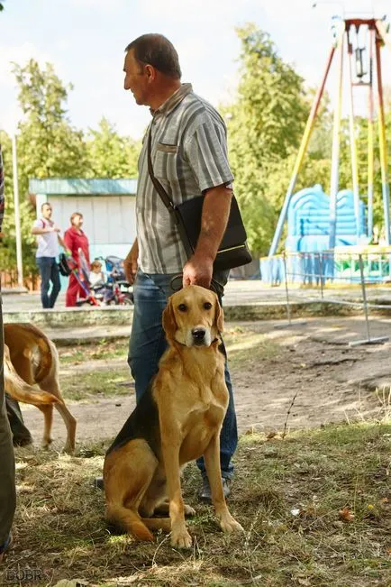 Expoziția de câini de vânătoare a avut loc în Bobruisk Bobruisk - Noutăți