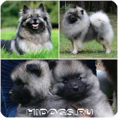 Wolf Spitz Fajtajegyei, jellemzőit Keeshond (fotó)