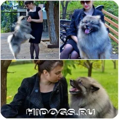 Wolf Spitz Fajtajegyei, jellemzőit Keeshond (fotó)