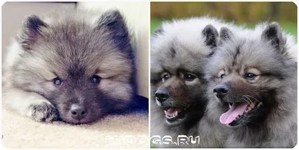 Wolf Spitz Fajtajegyei, jellemzőit Keeshond (fotó)