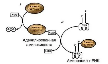 mișcare intracelulara biologică informație (genetică)