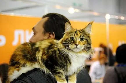 Moszkvában, a legnagyobb macska mutat ekspokot