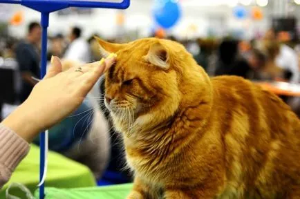 Moszkvában, a legnagyobb macska mutat ekspokot