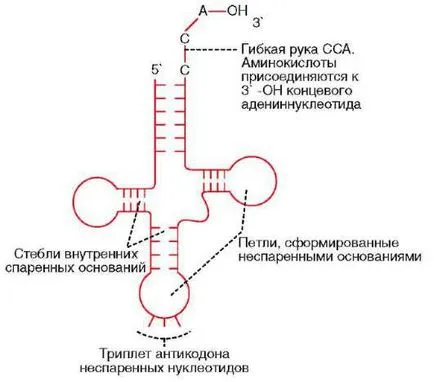 mișcare intracelulara biologică informație (genetică)