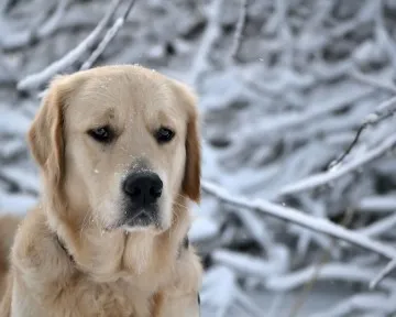 опашки говеждо