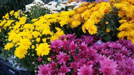 Chrysanthemum Bush gradina perene