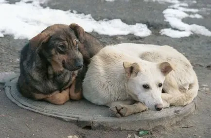 Yaroslavl lucrătorilor piață ucis brutal ochi de câine