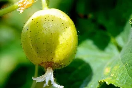 Crystal Apple - tartva uborka-citrom - az életem