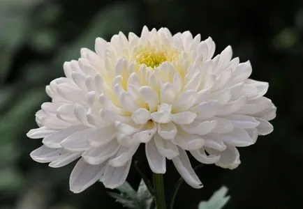 Chrysanthemum Bush gradina perene