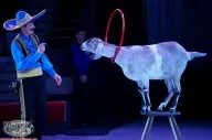 Поръчка обучен нубийски кози порода в Москва - циркови очарователни кози на