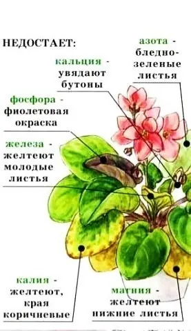 Болести виолетов (Saintpaulia) и лечение на болните растения
