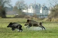 Chateau de Chambord