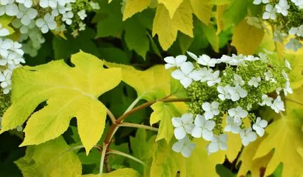 Frunzele galbene din motive paniculata Hydrangea