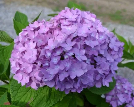 Sárga levelek Hortenzia paniculata okok