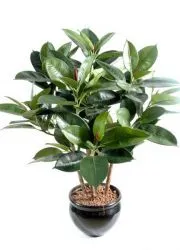 Ficus elasztikus