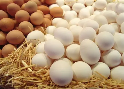 Farm - Sheremetyevo - maranók csibék, csirke, tojás