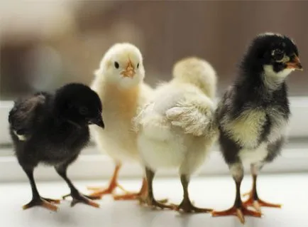 Farm - Sheremetyevo - maranók csibék, csirke, tojás