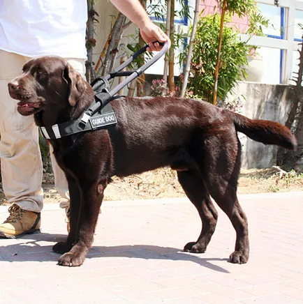 Функционално надпис върху колан или кучешки нашийник, fordogtrainers