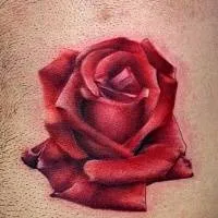 Înțeles tatuaje - un trandafir - fete și bărbați