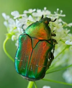 Cetonia aurata - stil de viață, menținerea în captivitate