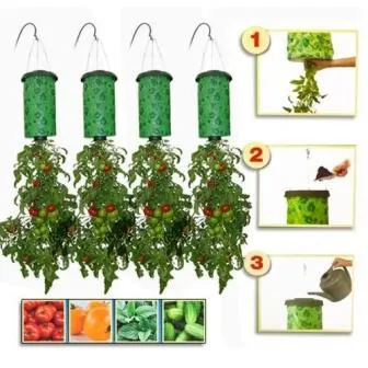 Téli paradicsom - paradicsom nőnek egy ablakpárkányon