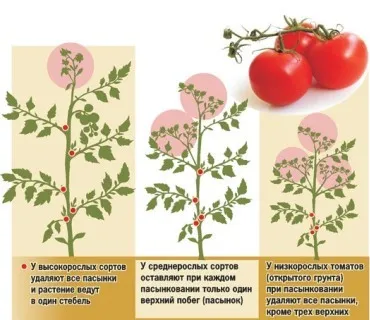 tomate de iarnă - tomate cresc pe un pervaz