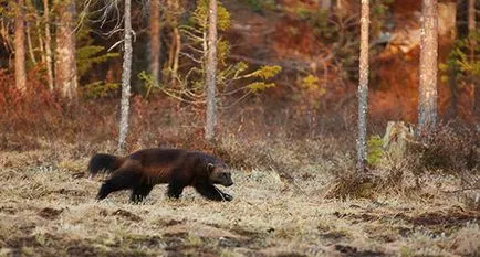 simbol mâncăcios animal ferocitate si rezistenta