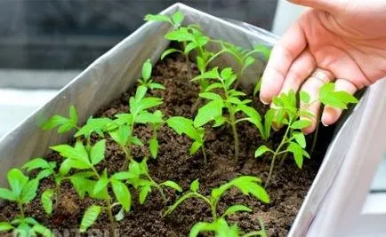 tomate de iarnă - tomate cresc pe un pervaz