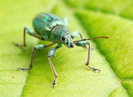 Beetle ormányos, hogyan kell kezelni