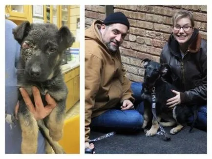 Животните преди и след спасяването невероятна трансформация - веган