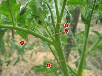 tomate de iarnă - tomate cresc pe un pervaz