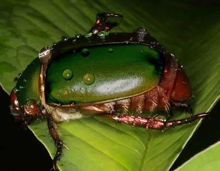 Chafer bogár - repülő csoda