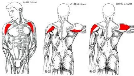5 cele mai bune exerciții pentru a dezvolta muschii centura scapulară, corp sănătos