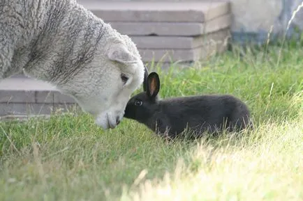 10 experimente mai bizare cu embrioni de animale, revista Popular Mechanics