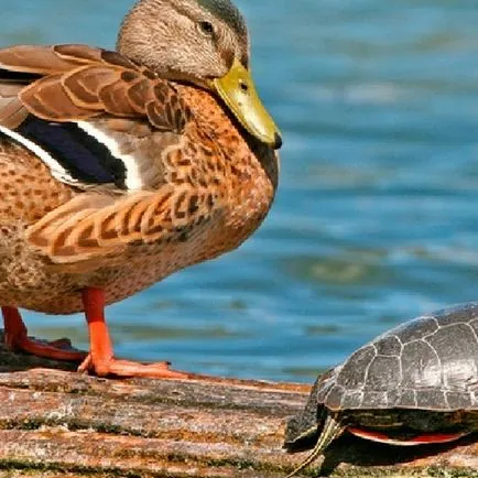 10 experimente mai bizare cu embrioni de animale, revista Popular Mechanics