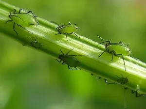 de îngrijire la domiciliu Aphelandra (foto), reproducerea, transplantul