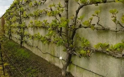 Actinidia - сортове, отглеждане, развъждане