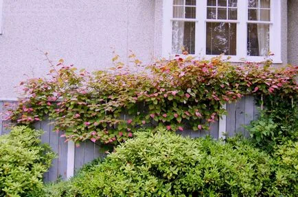 Actinidia - soiuri, cultivarea, creșterea