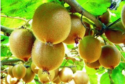 Actinidia описание samoplodnye, засаждане и грижи