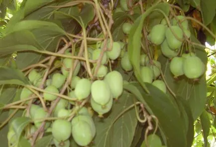 Actinidia - soiuri, cultivarea, creșterea