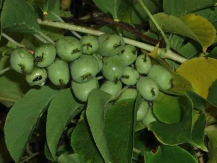 Actinidia - soiuri, cultivarea, creșterea