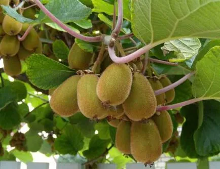 Actinidia описание samoplodnye, засаждане и грижи