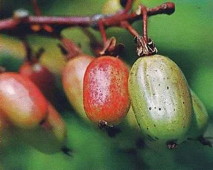 Actinidia - soiuri, cultivarea, creșterea