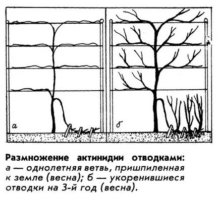 Actinidia - soiuri, cultivarea, creșterea